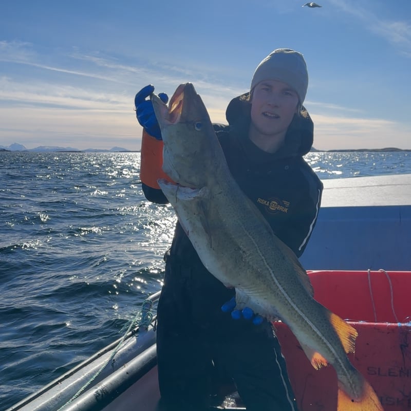 Vebjørn